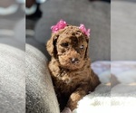 Small Photo #2 Labradoodle Puppy For Sale in TULARE, CA, USA