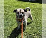 Small #1 Pug Mix