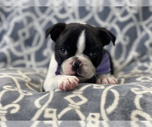 Boston Terrier Puppy for sale in LAKELAND, FL, USA