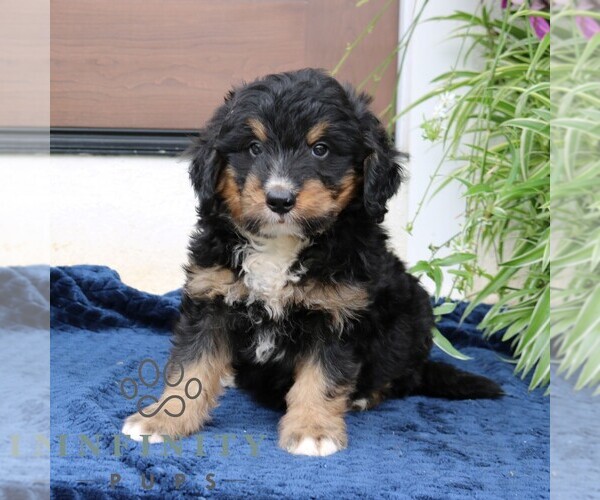 Medium Photo #4 Bernedoodle (Miniature) Puppy For Sale in NARVON, PA, USA