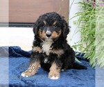 Small #3 Bernedoodle (Miniature)