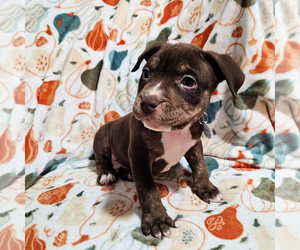 American Bully Puppy for sale in NEWPORT, WA, USA