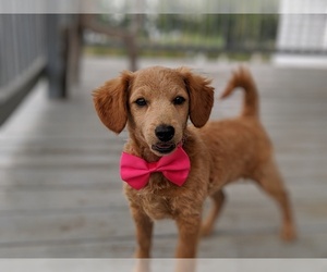 Goldendoodle Puppy for sale in LANCASTER, PA, USA