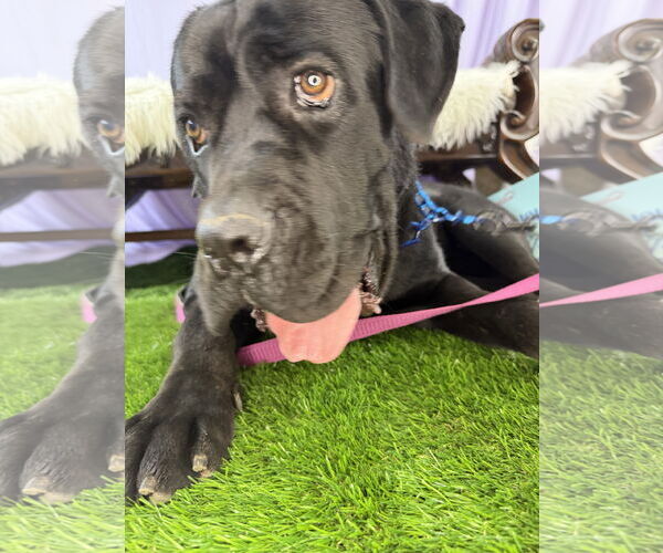 Medium Photo #6 Mutt Puppy For Sale in Goodyear, AZ, USA