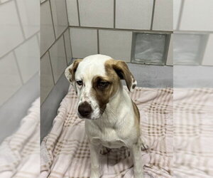 American Staffordshire Terrier-Unknown Mix Dogs for adoption in Grand Prairie, TX, USA