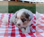 Small Photo #2 Australian Shepherd Puppy For Sale in JEROMESVILLE, OH, USA