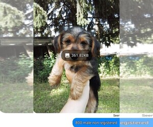 Yorkshire Terrier Puppy for sale in RIPON, WI, USA