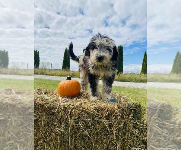 Medium Photo #1 Aussiedoodle Miniature  Puppy For Sale in FOUNTAIN CITY, IN, USA