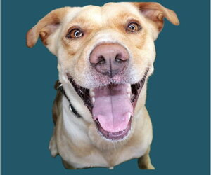 Mutt Dogs for adoption in Crandall, GA, USA