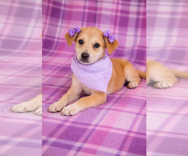 Medium Photo #2 Golden Labrador Puppy For Sale in Mt. Laurel, NJ, USA