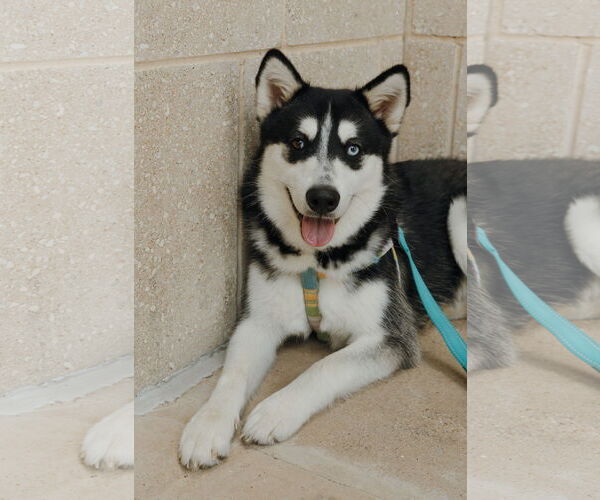 Medium Photo #1 Siberian Husky Puppy For Sale in Carrollton, TX, USA