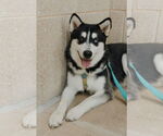 Small Siberian Husky
