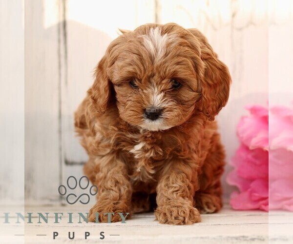 Medium Photo #3 Cavapoo (Miniature) Puppy For Sale in NEW HOLLAND, PA, USA