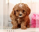 Small #2 Cavapoo (Miniature)