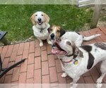 Small Photo #5 Beagle-Spaniel Mix Puppy For Sale in Brookville, OH, USA