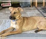 Small #1 American Pit Bull Terrier-German Shepherd Dog Mix