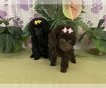Small Photo #3 Poodle (Toy) Puppy For Sale in WINSTON SALEM, NC, USA