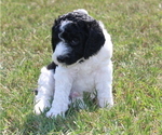 Small Photo #11 Poodle (Standard) Puppy For Sale in ARKADELPHIA, AR, USA
