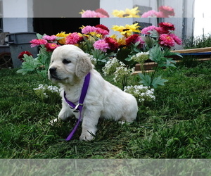 Medium Golden Retriever