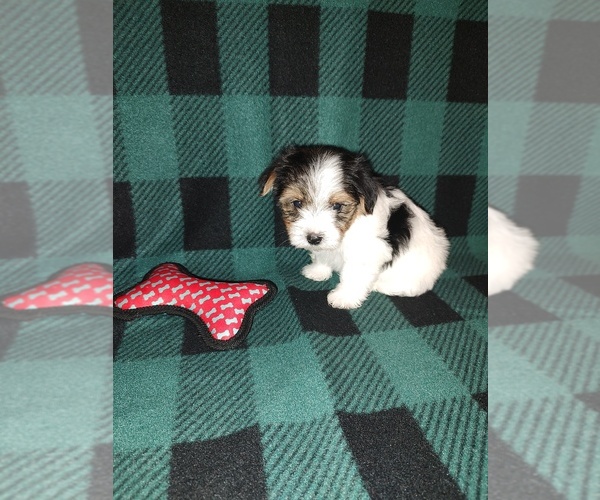 Medium Photo #6 Morkie Puppy For Sale in LAPEER, MI, USA