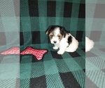 Small #5 Morkie