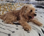 Small Photo #1 Cavapoo Puppy For Sale in HIGH SPRINGS, FL, USA