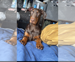 Doberman Pinscher Puppy for sale in NORTH HOLLYWOOD, CA, USA