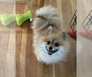 Pomeranian-Unknown Mix Dogs for adoption in Springdale, PA, USA