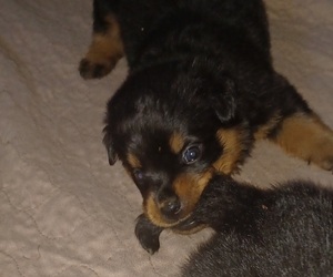 Rottweiler Puppy for Sale in FOUR OAKS, North Carolina USA