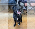 Small Labrador Retriever Mix