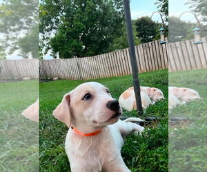 Labbe Dogs for adoption in Aurora, IN, USA