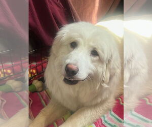 Great Pyrenees-Unknown Mix Dogs for adoption in San Diego, CA, USA