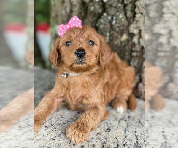 Medium Photo #3 Goldendoodle Puppy For Sale in KISSIMMEE, FL, USA