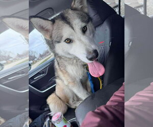 Luna at Large - Female Siberian Husky-Unknown Mix Dog for Adoption - Photo #3