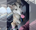 Small Photo #3 Siberian Husky-Unknown Mix Puppy For Sale in Germantown, OH, USA