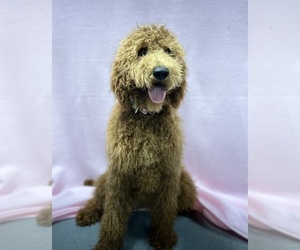 Poodle (Standard) Puppy for sale in DUNDEE, OH, USA