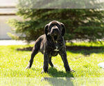 Small Photo #4 Neapolitan Mastiff Puppy For Sale in NAPPANEE, IN, USA