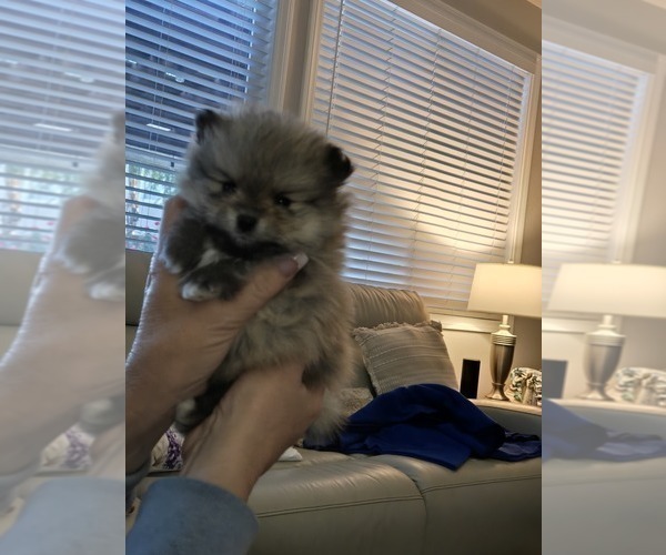 Medium Photo #2 Pomeranian Puppy For Sale in MENIFEE, CA, USA
