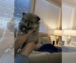 Small #1 Pomeranian