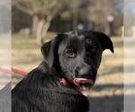 Small Labrador Retriever Mix