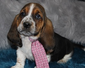 Basset Hound Puppy for sale in THAYER, MO, USA