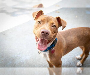 Carolina Dog-Unknown Mix Dogs for adoption in Boston, MA, USA
