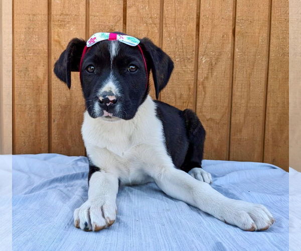 Medium Photo #1 Beagle-Border Collie Mix Puppy For Sale in Mt. Laurel, NJ, USA