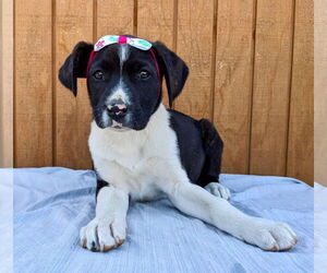 Beagle-Border Collie Mix Dogs for adoption in Mt. Laurel, NJ, USA