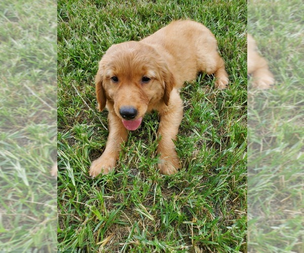 Medium Photo #1 Golden Retriever Puppy For Sale in WEST PLAINS, MO, USA