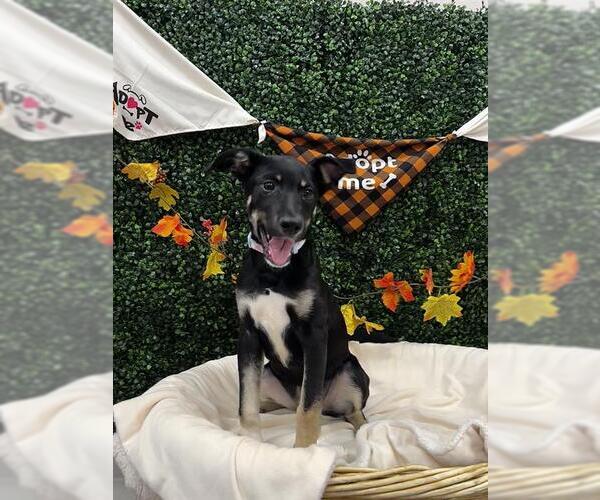 Medium Photo #2  Puppy For Sale in , 