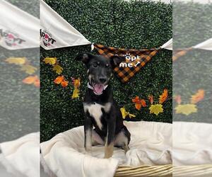 German Shepherd Dog Dogs for adoption in Grasswood, Saskatchewan, Canada