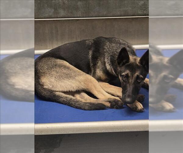 Medium Photo #1 Black Mouth Cur-Unknown Mix Puppy For Sale in Conroe, TX, USA