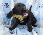 Small #1 Golden Retriever
