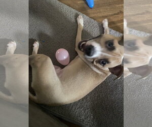 Mutt Dogs for adoption in Strongsville, OH, USA